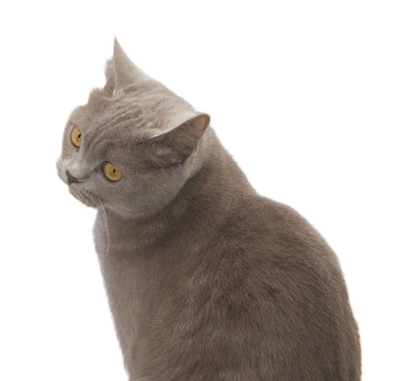 Британская Короткошерстная Кошка Изолирована Белом Фоне — стоковое фото