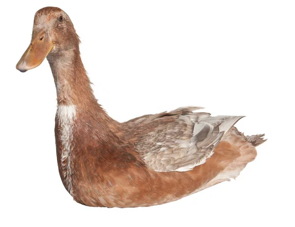 Adult Duck Isolated White Background Sitting Duck — Stock Photo, Image