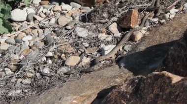 Elaphe dione Dione'nın ratsnake, bozkır ratsnake veya bozkırlarında ratsnake bilinen, yılan ailesindeki Colubridae familyasından bir