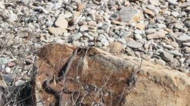 Elaphe dione Dione'nın ratsnake, bozkır ratsnake veya bozkırlarında ratsnake bilinen, yılan ailesindeki Colubridae familyasından bir