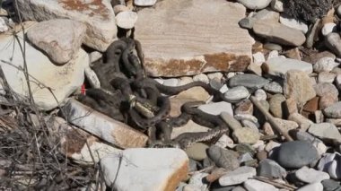 Elaphe dione Dione'nın ratsnake, bozkır ratsnake veya bozkırlarında ratsnake bilinen, yılan ailesindeki Colubridae familyasından bir