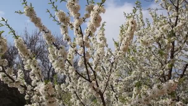 Цветущая Ветвь Вишни Красивыми Цветами — стоковое видео