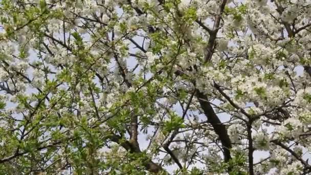 Floração Árvore Frutas Cereja Ramo Com Belas Flores — Vídeo de Stock