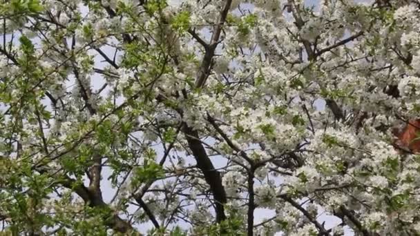 Kiraz Meyve Ağacı Dalı Ile Güzel Çiçek Çiçeklenme — Stok video