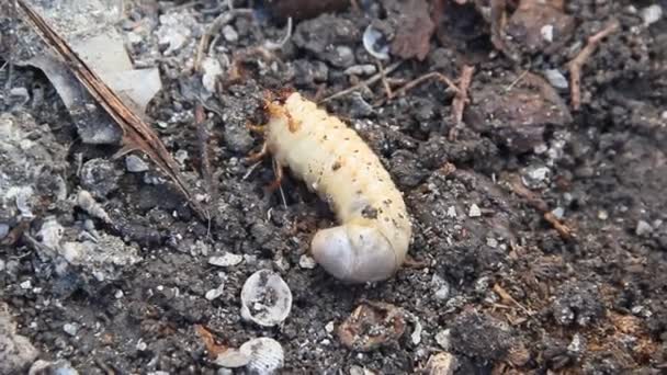Larva Dari Cockchafer Tanah — Stok Video