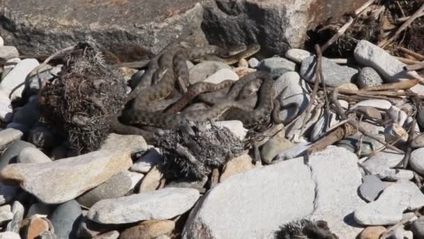 Elaphe Dione Est Une Espèce Amphibiens Famille Des Colubridae — Video