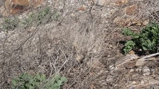 Elaphe Dione Dione Nın Ratsnake Bozkır Ratsnake Veya Bozkırlarında Ratsnake — Stok video