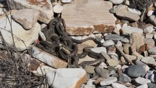 俗称土卫酮的 Ratsnake Ratsnake 或草原 Ratsnake 是一个物种的蛇在家庭 Colubridae — 图库视频影像