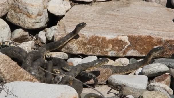 俗称土卫酮的 Ratsnake Ratsnake 或草原 Ratsnake 是一个物种的蛇在家庭 Colubridae — 图库视频影像