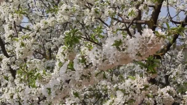 Blommande Körsbärsträd Frukt Trädgren Med Vackra Blommor — Stockvideo