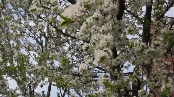 Rama Floreciente Árbol Frutal Cerezo Con Hermosas Flores — Vídeo de stock