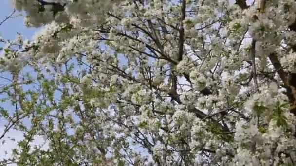 Vertakking Van Beslissingsstructuur Van Bloeiende Kersen Fruit Met Prachtige Bloemen — Stockvideo