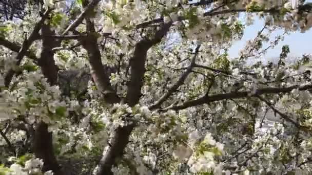 Floração Árvore Frutas Cereja Ramo Com Belas Flores — Vídeo de Stock