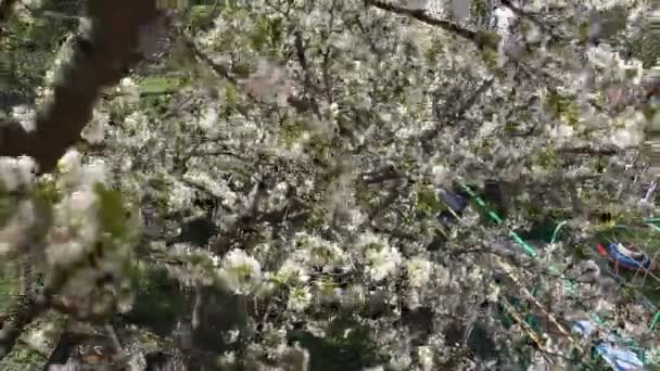 盛开的樱桃果树树枝与美丽的花朵 — 图库视频影像