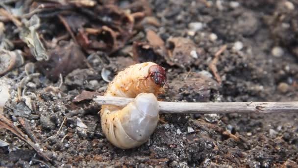 Larva Cockchafer Suelo — Vídeos de Stock