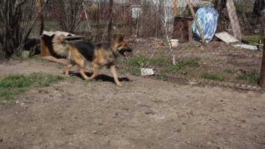 Bekçi köpeği bir zincir, bir çiftlik Köyü gardiyanlar içinde üzerinde