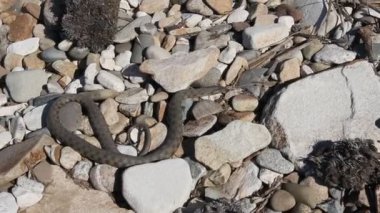 Elaphe dione Dione'nın ratsnake, bozkır ratsnake veya bozkırlarında ratsnake bilinen, yılan ailesindeki Colubridae familyasından bir