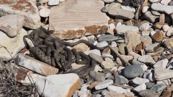 Elaphe Dione Uma Espécie Serpente Família Colubridae Endémica Ilha Colubridae — Vídeo de Stock
