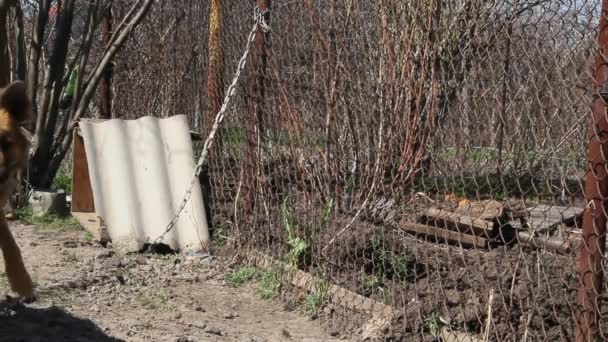 Perro Guardián Una Cadena Una Granja Los Guardias Del Pueblo — Vídeo de stock