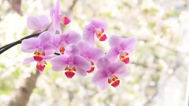 Orquídeas Bonitas Janela — Vídeo de Stock