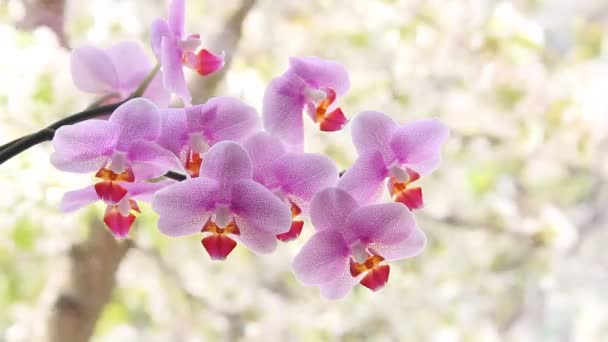Schöne Orchideen Fenster — Stockvideo