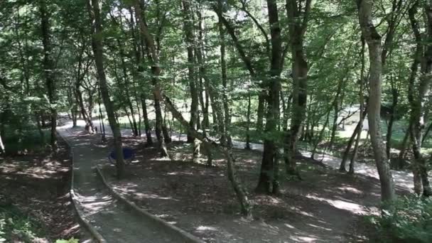 Parco Con Sentieri Pedonali Grandi Alberi Verdi Sono Illuminati Dal — Video Stock