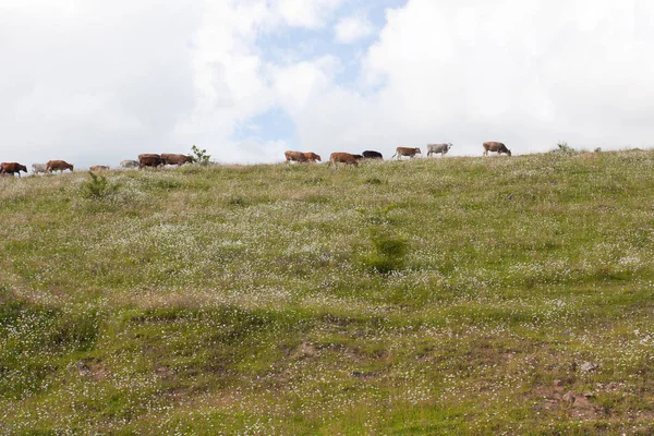 Letni krajobraz z krowami. — Zdjęcie stockowe