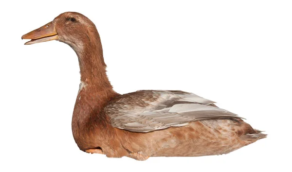 Erwachsene Braune Ente Isoliert Auf Weißem Hintergrund Sitzende Ente — Stockfoto