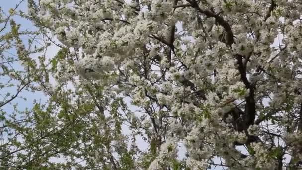 Rama Floreciente Árbol Frutal Cerezo Con Hermosas Flores — Vídeos de Stock