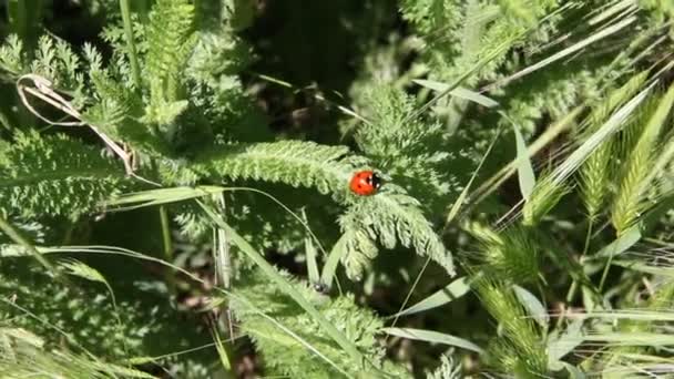Coccinella Septempunctata Mariquita Sobre Hoja Verde Planta — Vídeos de Stock