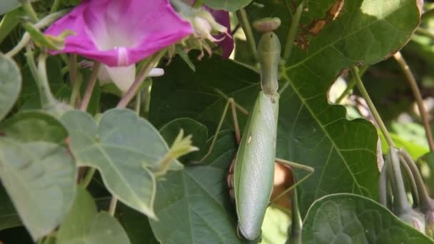 Insecto Mantis Religiosa Hoja Planta — Vídeo de stock