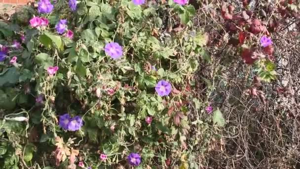 Purple Blue Morning Glory Garden — Stock Video