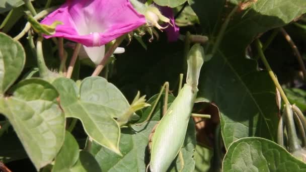 Insecto Mantis Religiosa Hoja Planta — Vídeo de stock