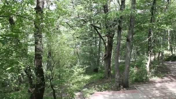 Grandi Alberi Verdi Sono Illuminati Dal Sole Luminoso Estate — Video Stock