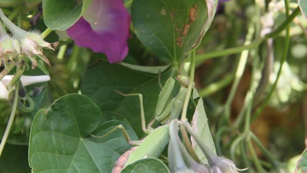 Mantid Dininin Böceği Bitki Örtüsü Üzerinde — Stok video