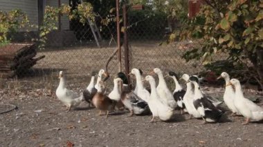 Et için ördek çiftliği. Küçük bir çiftlik. Çiftlikteki beyaz ve benekli ördekler.