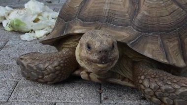 Afrika mahmuzlu kaplumbağa (Centrochelys sulcata), ayrıca sulcata kaplumbağası olarak da bilinir.,