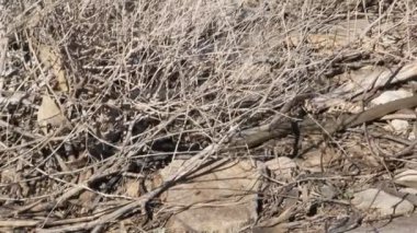 Ayrıca büyük whipsnake bilinen hazar whipsnake (Dolichophis caspius, bazen de Coluber caspius) 