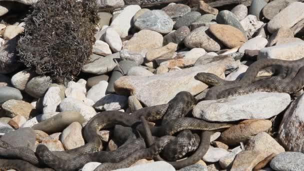 里海蛇 Dolichophis Caspius 有时也 Coluber Caspius 也被称为大蛇 — 图库视频影像