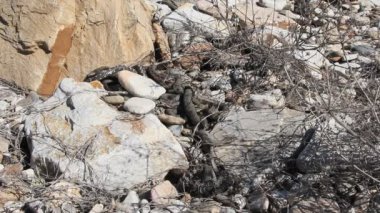 Ayrıca büyük whipsnake bilinen hazar whipsnake (Dolichophis caspius, bazen de Coluber caspius) 