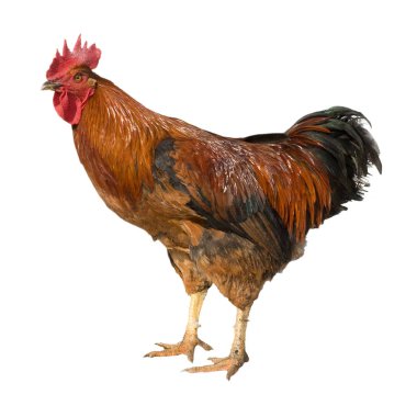 Kırmızı kahverengi horoz beyaz arka planda izole