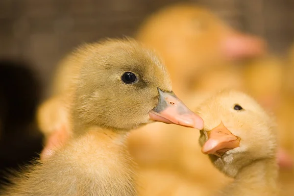 Pequenos Patinhos Amarelos Numa Gaiola Quinta Aves Reprodução Industrial Patos — Fotografia de Stock