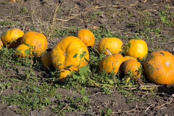Ripe Pumpkins Lie Field — Stock Photo, Image