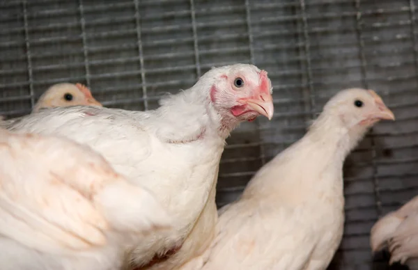 Broiler chickens in a cage at the poultry farm. Industrial production of white meat