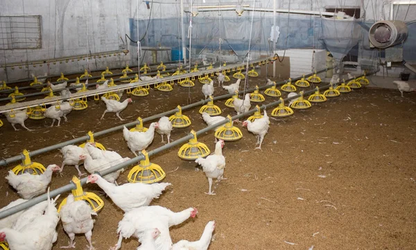 Λευκά Κοτόπουλα Στη Φάρμα Πουλερικών Βιομηχανική Παραγωγή Κρέατος Και Αυγών — Φωτογραφία Αρχείου