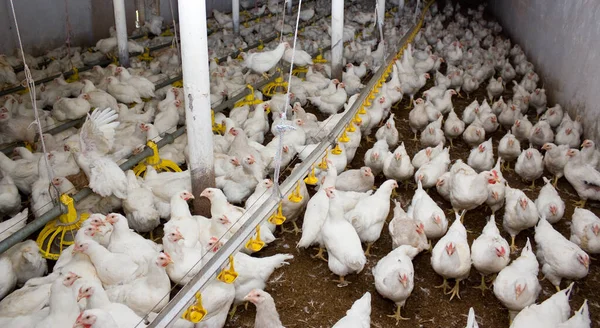Kümes Hayvanları Çiftliğindeki Beyaz Tavuklar Endüstriyel Yumurta Üretimi — Stok fotoğraf
