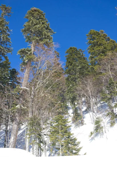 明るい太陽に照らされた冬の森の木々 — ストック写真