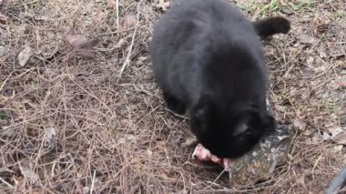 Kara kediler kuru otların arasında balık yer.