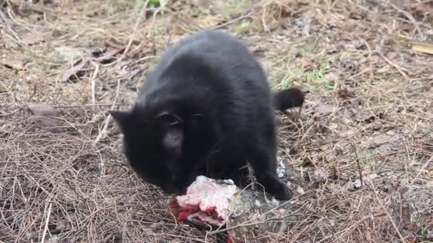 Svarta Katter Äter Fisk Bland Det Torra Gräset — Stockvideo