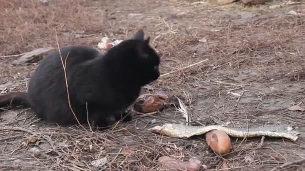 Los Gatos Negros Comen Pescado Entre Hierba Seca — Vídeo de stock